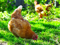 É certo comer ovos de galinhas agora livres, que a gente resgatou e cuida?