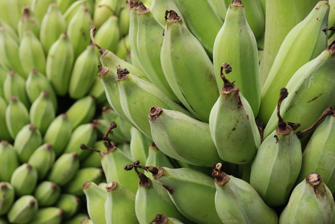 Biomassa da Banana Verde
