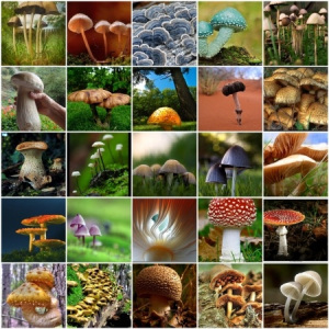 Cogumelos - Tipos e Dicas para comprar