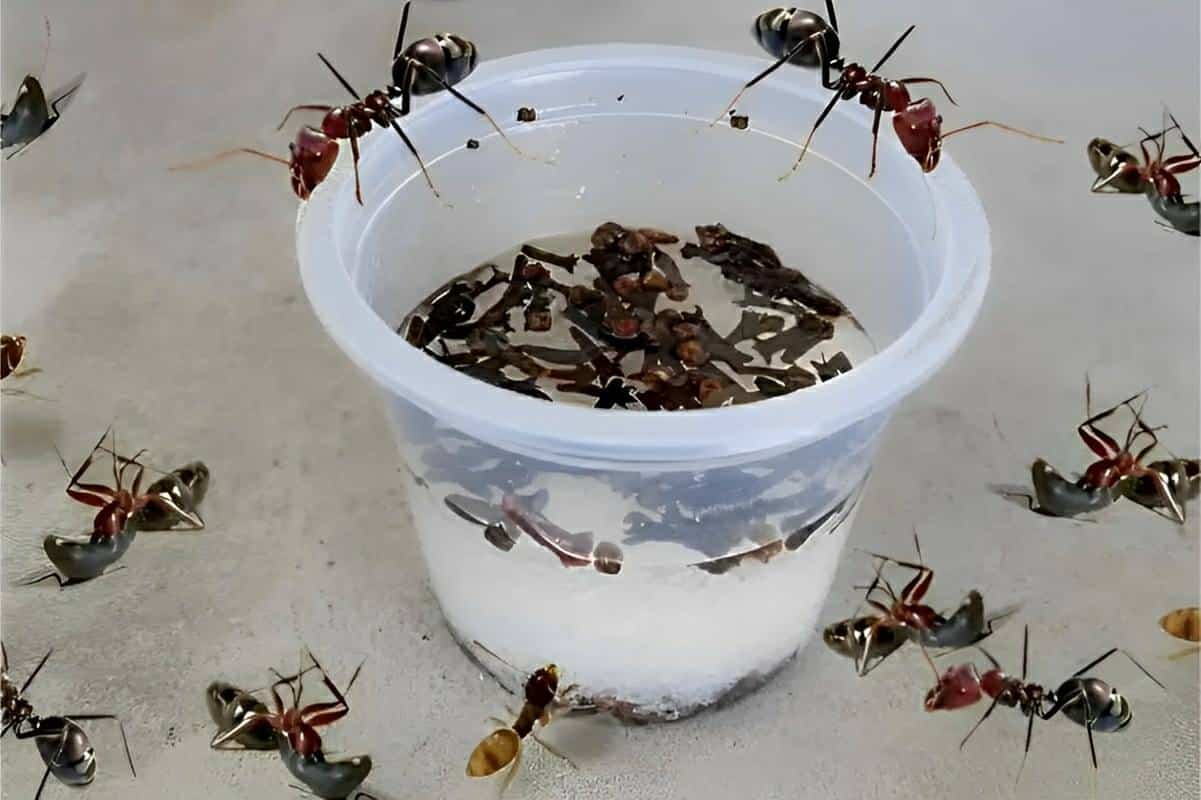 Como acabar com formigas de uma vez por todas usando apenas 3 ingredientes