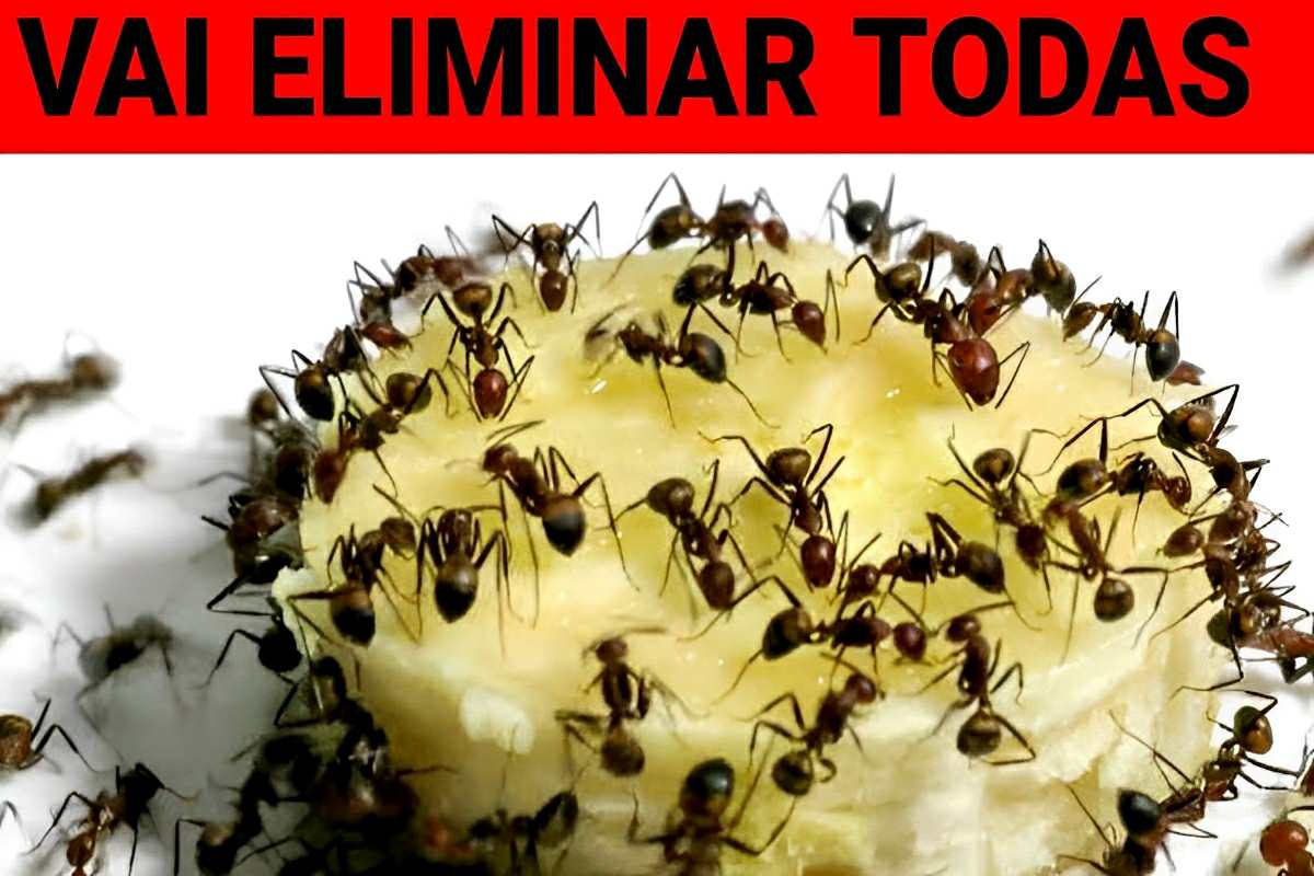 Dica para eliminar formigas de 3 maneiras diferentes