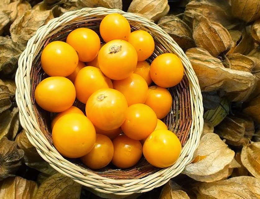 Superfruta, golden berry é rico em ferro e ideal para quem não come carne