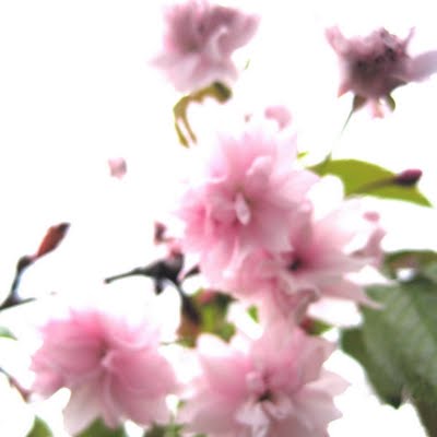 Cerejeira em flor para um blog muito especial...