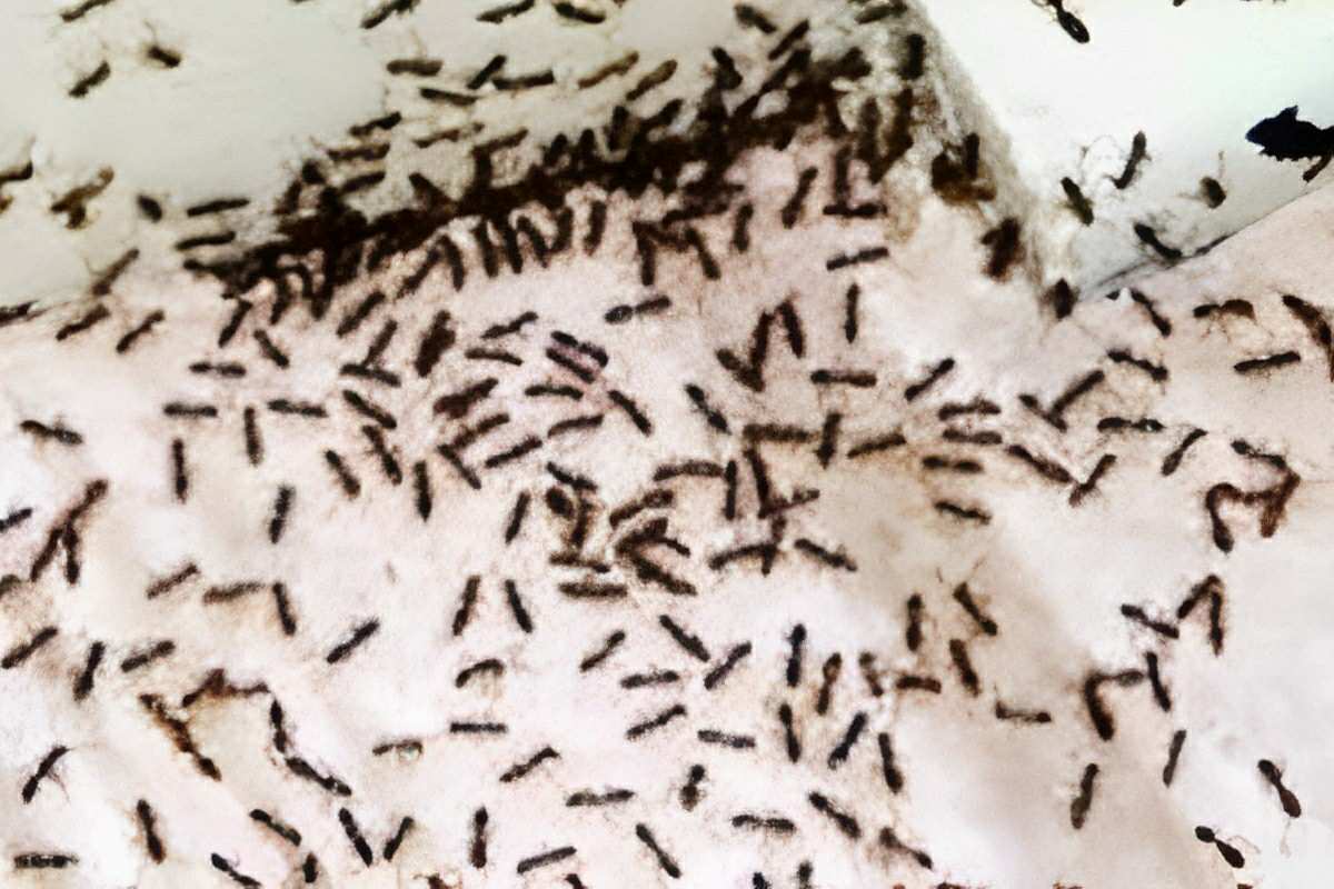 Solução para matar formigas sem venenos usando apenas ingredientes naturais