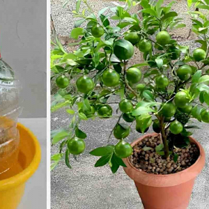 Como plantar limão no vaso para ter limões sempre fresquinhos na sua casa ou apartamento