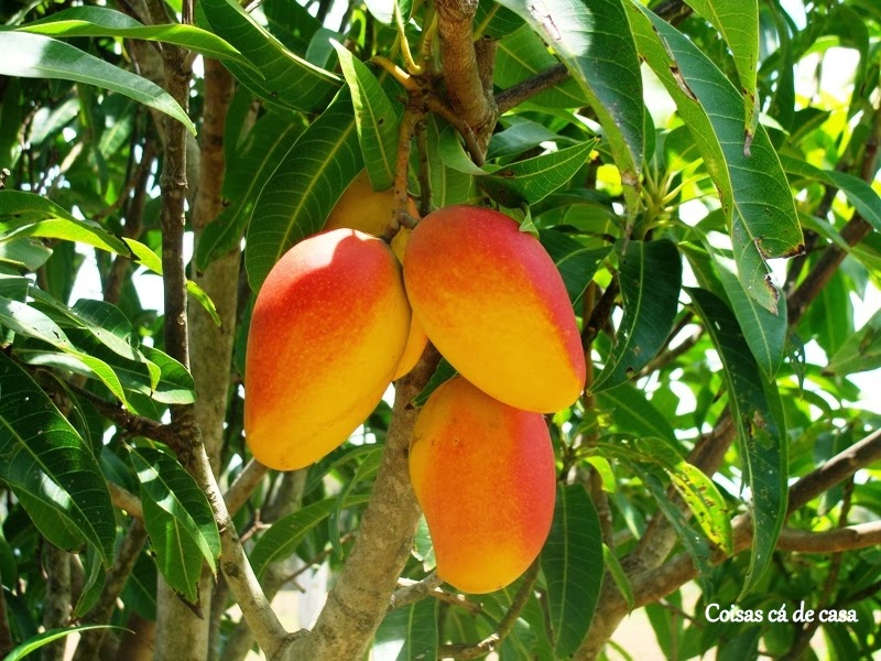 Manga a fruta exótica mais brasileira que existe